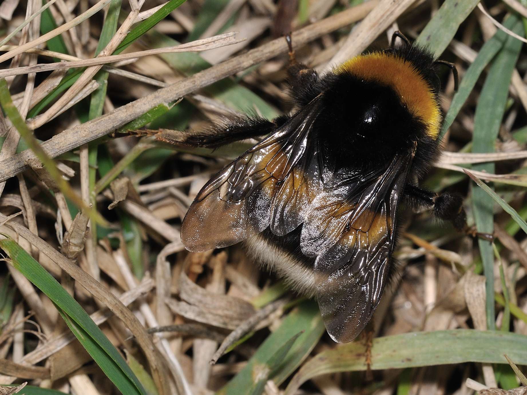 Apidae - Bombus sp. ?